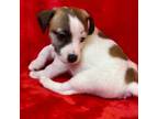 Parson Russell Terrier Puppy for sale in Grovetown, GA, USA
