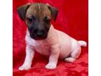Parson Russell Terrier Puppy for sale in Grovetown, GA, USA