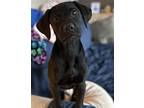 Adopt Elliott a Labrador Retriever / Mixed dog in Midway, UT (40880102)