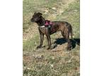 Adopt Heather a Brindle Pit Bull Terrier / Mixed dog in Midway, UT (40880088)