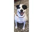 Adopt Betty Boop a Black - with White Pit Bull Terrier / Australian Cattle Dog /