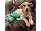 Adopt Violet a Tan/Yellow/Fawn - with White Great Pyrenees / Mixed dog in