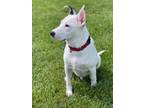 Adopt Domino a White - with Black Mixed Breed (Medium) / Mixed dog in Garnet