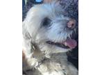 Adopt Louie a White Shih Tzu / Mixed dog in Tacoma, WA (41448436)