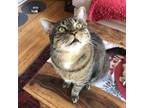 Adopt Ciao Berlin a Brown Tabby Domestic Shorthair (short coat) cat in Toronto