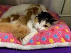 Adopt APPLE a Domestic Mediumhair / Mixed (medium coat) cat in Tustin
