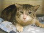 Adopt BOMBUR a Gray or Blue Domestic Mediumhair / Mixed (medium coat) cat in