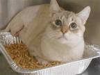 Adopt BARBOSSA a Siamese / Mixed (medium coat) cat in Tustin, CA (41444433)