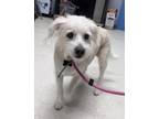 Adopt Mitzi a White Terrier (Unknown Type, Small) / Mixed dog in Gulfport