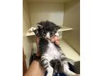 Adopt Stella a Gray or Blue Domestic Shorthair / Domestic Shorthair / Mixed cat