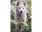 Adopt Lobo (@Tail Waggon) a Tan/Yellow/Fawn Shepherd (Unknown Type) / Mixed dog