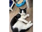 Adopt Chester a Domestic Shorthair / Mixed cat in Orillia, ON (41317103)