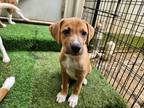 Adopt Patty a Red/Golden/Orange/Chestnut - with White Pit Bull Terrier / Mixed