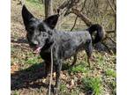 Adopt Maestro a Black English Shepherd / German Shepherd Dog / Mixed dog in