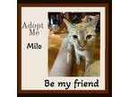 Adopt Milo a Tan or Fawn Domestic Shorthair (short coat) cat in Snow Camp