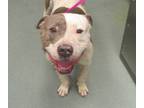 Adopt Cedric a American Staffordshire Terrier / Mixed dog in Raleigh
