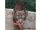 Adopt Oakley a Pit Bull Terrier / Doberman Pinscher / Mixed dog in Lexington