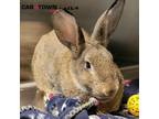 Adopt Samwise a Other/Unknown / Mixed rabbit in Lexington, KY (40969006)