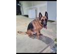 Adopt Amara a Black - with Tan, Yellow or Fawn German Shepherd Dog / Mixed dog