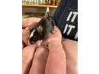 Adopt Susie a Black Mouse (short coat) small animal in Monrovia, MD (41382677)