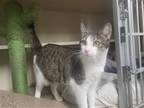 Adopt Liberty Bell a Brown Tabby Domestic Shorthair / Mixed (short coat) cat in