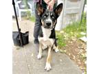 Adopt Matcha a Black Husky / Mixed dog in Oakland, CA (41447648)