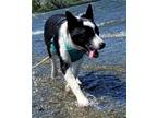 Adopt Trumpet a Black - with White Border Collie / Cattle Dog / Mixed dog in