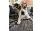 Adopt Maple a White - with Brown or Chocolate Mutt / Mixed dog in San Diego