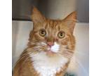 Adopt Goldie a Orange or Red Domestic Mediumhair / Domestic Shorthair / Mixed