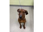 Adopt Dennis a Red/Golden/Orange/Chestnut Redbone Coonhound / Mixed dog in