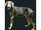 Adopt Monica a Black Doberman Pinscher / Mixed (short coat) dog in Grand