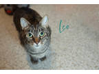Adopt Leo (bonded with Rose) **SPONSORED** a Brown Tabby Domestic Shorthair /