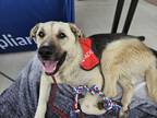 Adopt Gilligan a Tan/Yellow/Fawn German Shepherd Dog / Mixed dog in Fort Worth