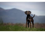 Adopt Lucky 505324 a Black Hound (Unknown Type) / Mixed dog in Hayden