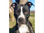 Adopt Astra a Black Mixed Breed (Medium) / Mixed dog in Blackwood, NJ (40759961)