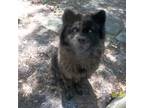 Chow Chow Puppy for sale in Middleburg, FL, USA