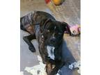 Adopt Finn a Brindle - with White Mastiff / American Pit Bull Terrier / Mixed