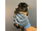Adopt MARU a Chinchilla (medium coat) small animal in Tustin, CA (41448353)