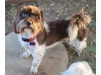 Adopt Fritz a Brown/Chocolate - with White Shih Tzu / Poodle (Miniature) / Mixed