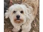 Adopt Leo a White - with Tan, Yellow or Fawn Lhasa Apso / Poodle (Miniature) /