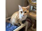 Adopt Fernando a White (Mostly) Domestic Shorthair cat in Springfield
