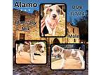 Adopt Alamo a White Blue Lacy/Texas Lacy / Mixed dog in Caldwell, TX (41295578)