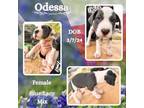 Adopt Odessa a White Blue Lacy/Texas Lacy / Mixed dog in Caldwell, TX (41284359)