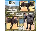 Adopt Rio a Black Blue Lacy/Texas Lacy / Mixed dog in Caldwell, TX (41284358)