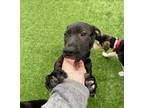 Adopt Tommy (Mall of NH) a Black - with White Mixed Breed (Large) / Mixed Breed