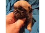 Pug Puppy for sale in Whittier, NC, USA