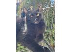 Adopt Jose Cuervo a Black (Mostly) Domestic Shorthair cat in Buhl, ID (41448272)