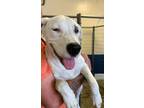 Adopt Chance a White Mixed Breed (Large) / Mixed dog in Santa Paula