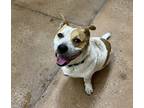 Adopt Pudge a Brown/Chocolate Australian Cattle Dog / Mixed Breed (Medium) /