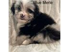Aussiedoodle Puppy for sale in Coldwater, MS, USA